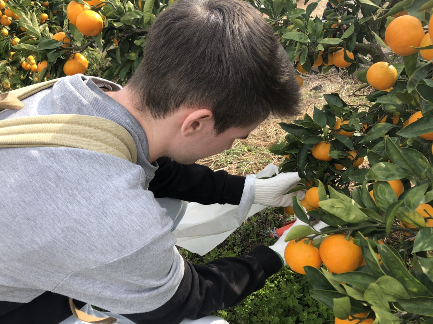 Event Report: Orange Picking