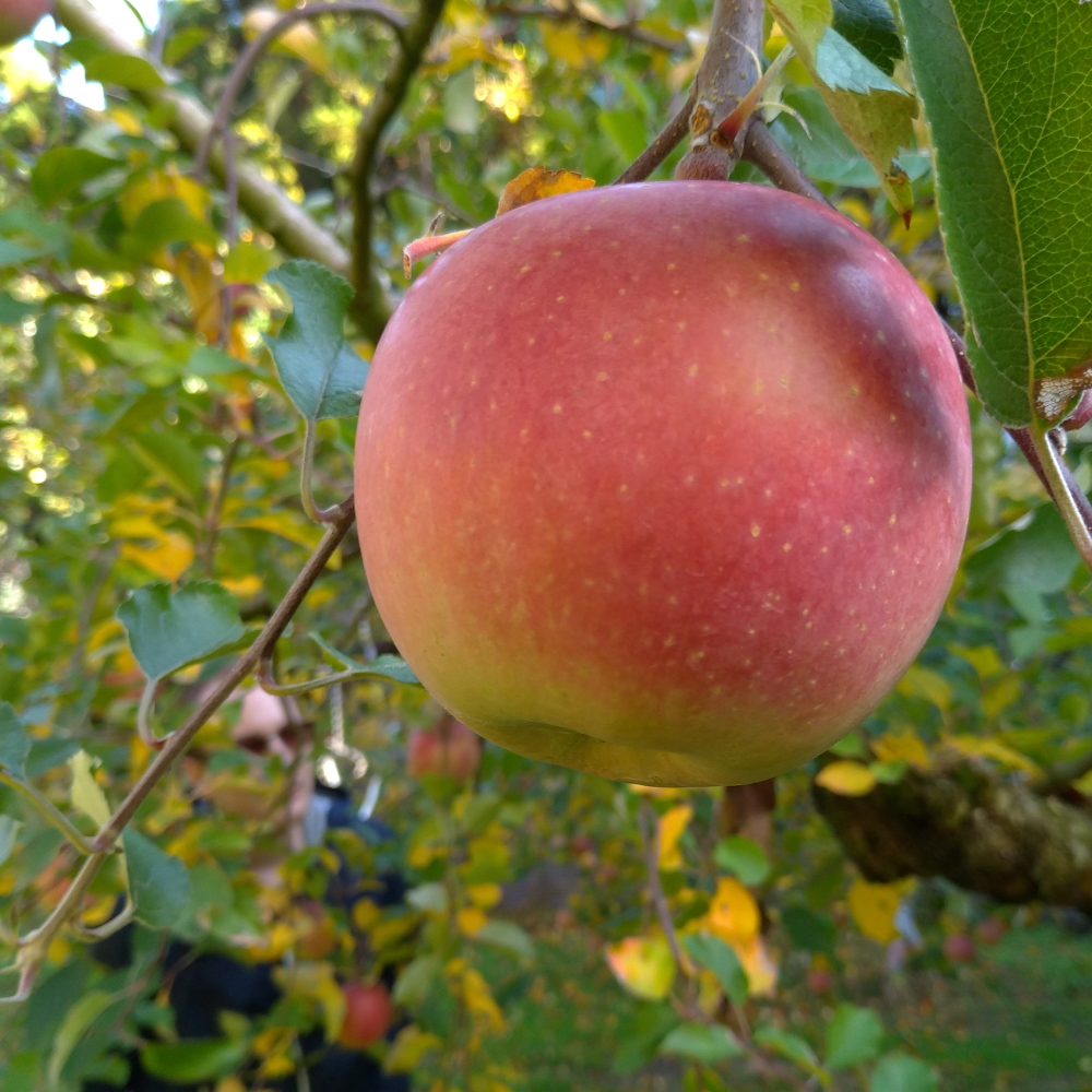 Event Report: Apple Picking